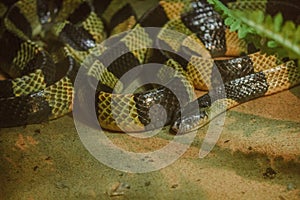 Bungarus fasciatus is a kind of poisonous snake.