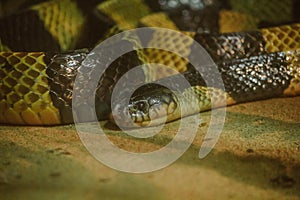 Bungarus fasciatus is a kind of poisonous snake.