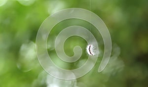 Bungee-jumping Caterpillar dropping down from tree photo
