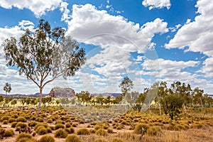 Bungle Bungles  Purnululu National Park  Kimberley  Western Australia