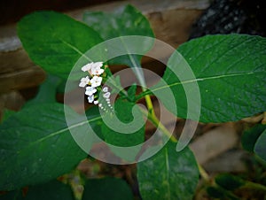 Bungong naleung of Indonesia flower