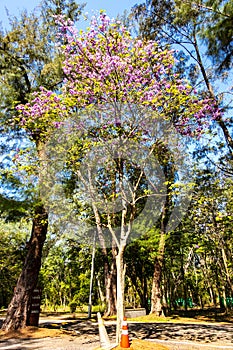 Bungor flower blooming