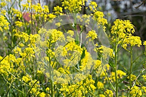 Bunias orientalis, Turkish wartycabbage,[warty-cabbage,hill mustard, or Turkish rocket yellow flowers