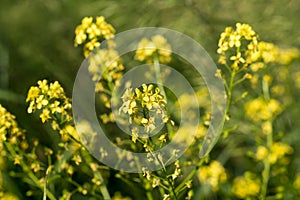 Bunias orientalis, Turkish wartycabbage yellow flowers closeup selective focus