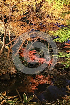 Bunkyo City,Tokyo,Japan on December6,2019:Illumination at Rikugien Garden in autumn.The contrast of the leaves against the dark