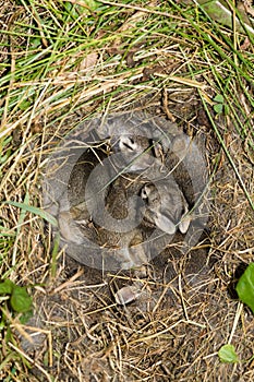 bunnies photo