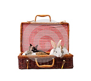 Bunnies in a rattan woven suitcase, isolated on white background