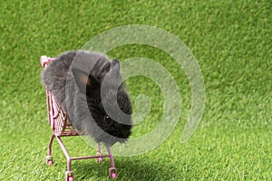 Bunny animals easter concept. Adorable fluffy fur black rabbit sitting on mini pink shopping cart on green grass background