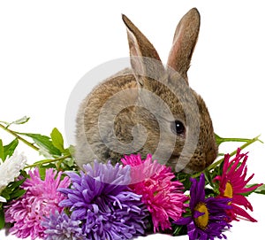 Bunny and aster flowers