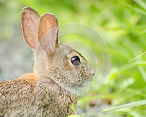 Bunny at Bombay Hook