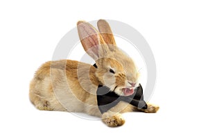 Bunny in a bow tie yawns.