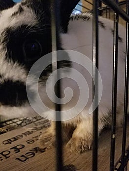 Bunny Boy behind bars