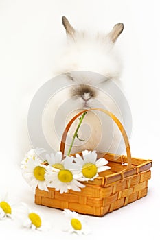 Bunny with camomile