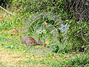 The bunny celebrates the Easter Season with her friend