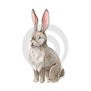 Bunny cute watercolor illustration. Single rabbit animal on white background. Pretty small rabbit wild animal hand drawn