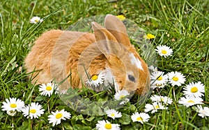 Bunny with daisies