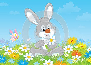 Bunny with a daisy