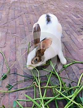 Bunny domestic rabbit pet bun animal house family pets with big ears eating gras kharagosh rabbits, coelho, lapine photo