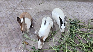 Bunny domestic rabbit pet bun animal house family pets with big ears eating grass kharagosh, coelho, lapin video clip