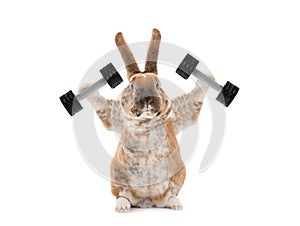 Bunny with dumbbells isolated on a white