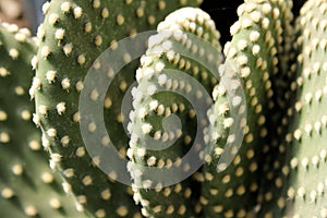 Bunny Ear Cactus