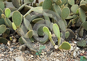 Bunny ears cactus Opuntia microdasys originated in Mexico and is a denizen of arid. succulent plants in the garden.