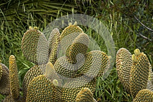 Bunny ears cactus Opuntia microdasys