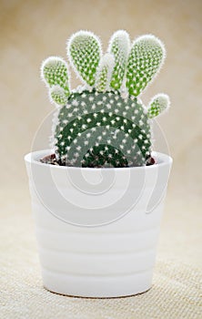 Bunny ears cactus (Opuntia microdasys) photo