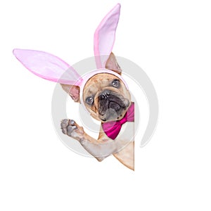 Bunny easter ears dog