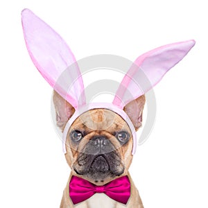 Bunny easter ears dog