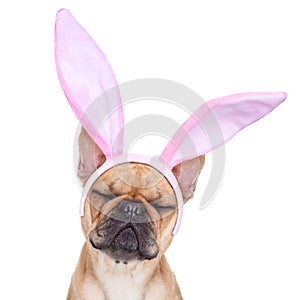 Bunny easter ears dog