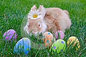 Bunny with Easter eggs