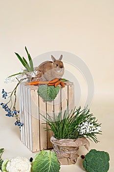 Bunny easter fluffy baby brown rabbit with green vegetables, carrots, on beige background.