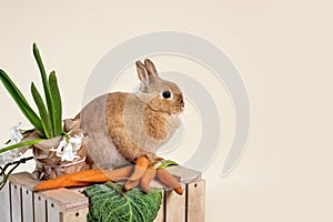 Bunny easter fluffy baby brown rabbit with green vegetables, carrots, on beige background.