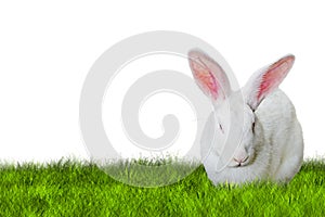 Bunny Easter on grass on right side