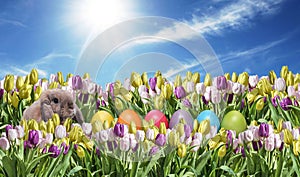 Bunny with Eggs colorfull Tulip field blue sunny sky greeting Happy Eastern textspace