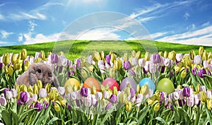 Bunny with Eggs colorfull Tulip field on grassland blue sunny sky greeting Happy Eastern textspace