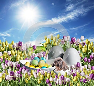 Bunny with Eggs decoration colorful Tulip field on grassland blue sunny sky greeting Happy Eastern textspace