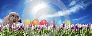 Bunny with Eggs pink and white Tulip on grassland blue sunny sky greeting Happy Eastern textspace