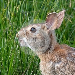 Bunny feeding in Fort Phoenix State Reserve, Fairhaven, Massachusetts