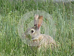 A bunny in a field