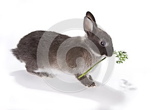 Bunny with food