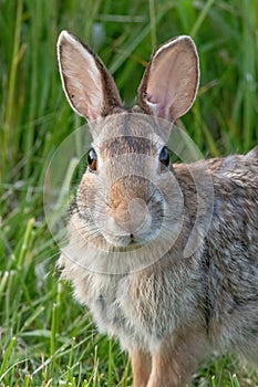 Bunny in Fort Phoenix State Reservation, Fairhaven, Massachusetts