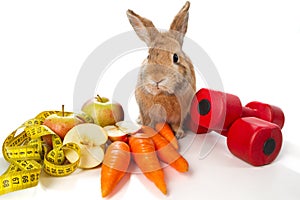 Bunny with fresh vegetables