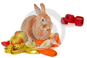 Bunny with fresh vegetables