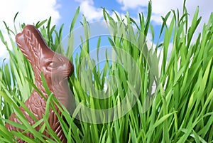 Bunny in the Grass