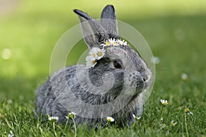 Bunny in grass, daisy coronet on head, spring and easter