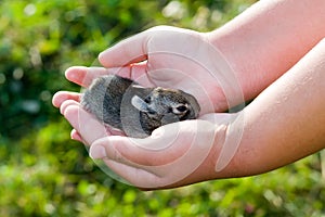 bunny in hands