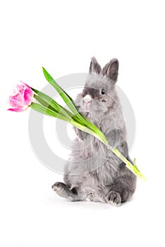 Coniglietto possesso tulipano 