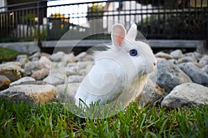 Bunny playing in the grass photo